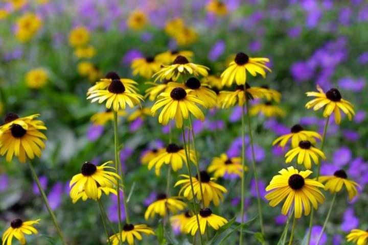 Photo of Spring Gardens Landscaping & Horticultural Services