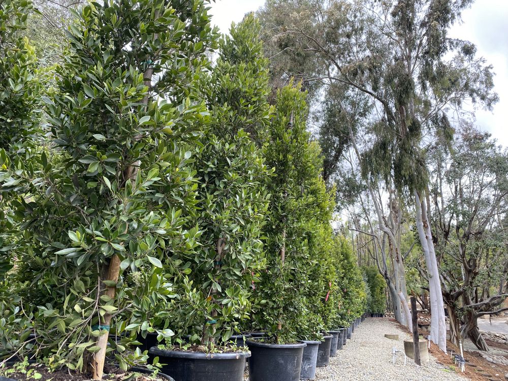 Photo of Standard Design Group Nurseries