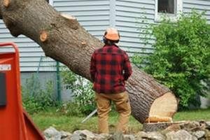 Photo of Gordon Pro Tree Service