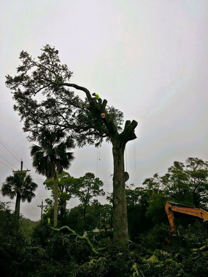 Photo of Arborvation Tree Care & Land Mgmt
