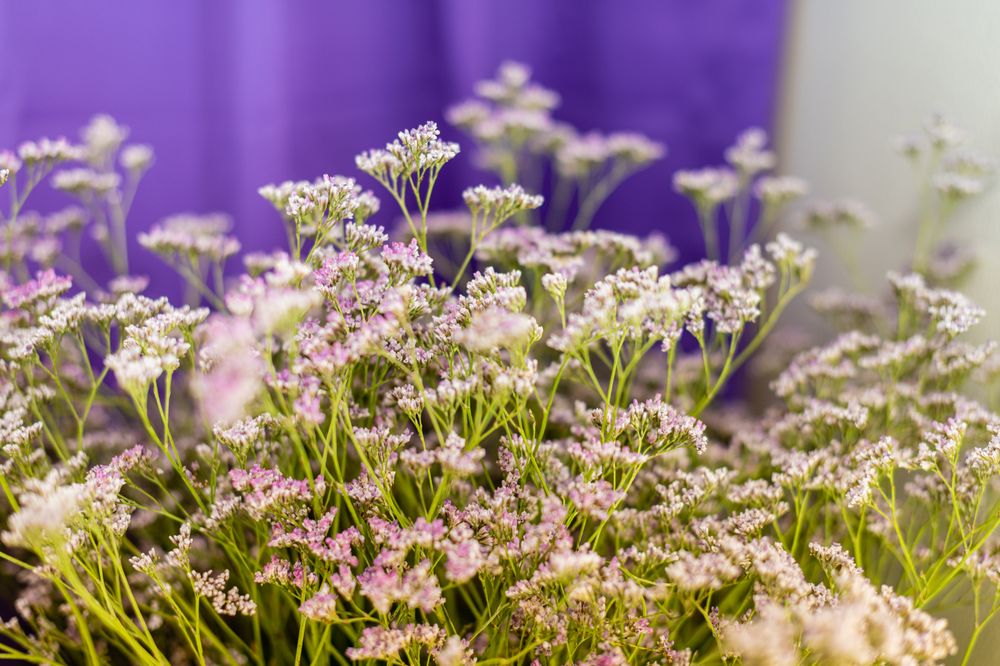Photo of BCP Floral