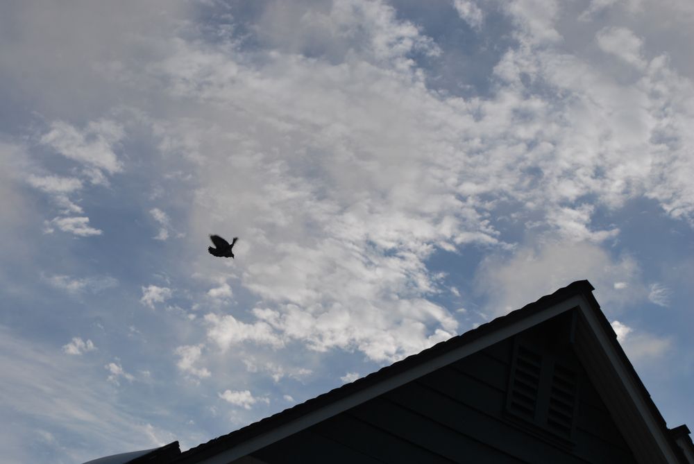 Photo of Meyers' Chimney Sweep