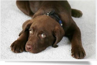 Photo of Southern Dry Carpet Cleaning