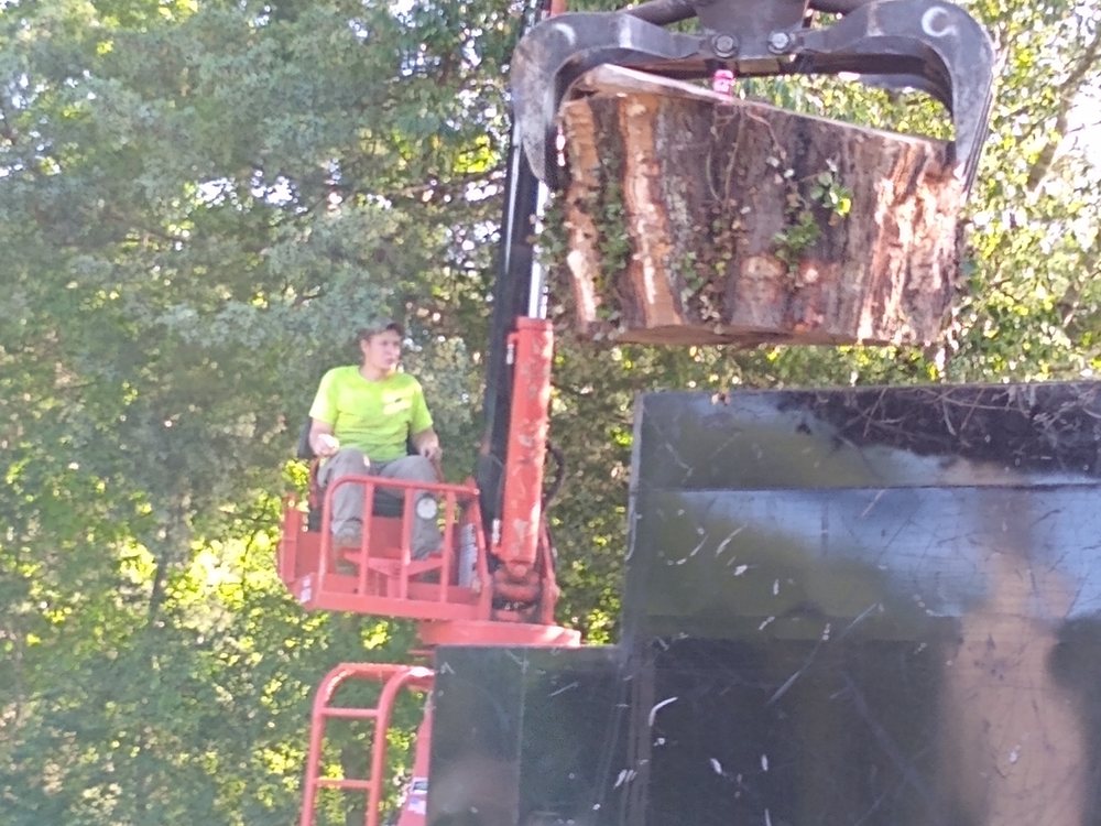 Photo of Tree Pros