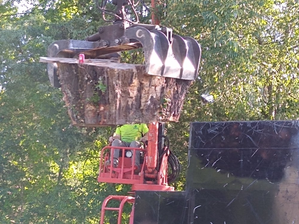 Photo of Tree Pros