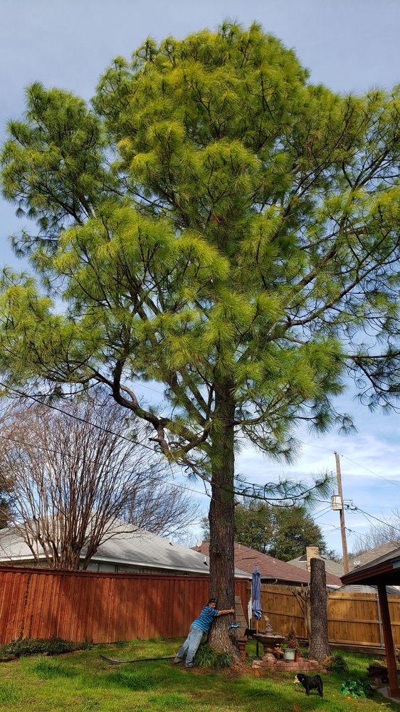Photo of A-1 Lawn & Tree Service