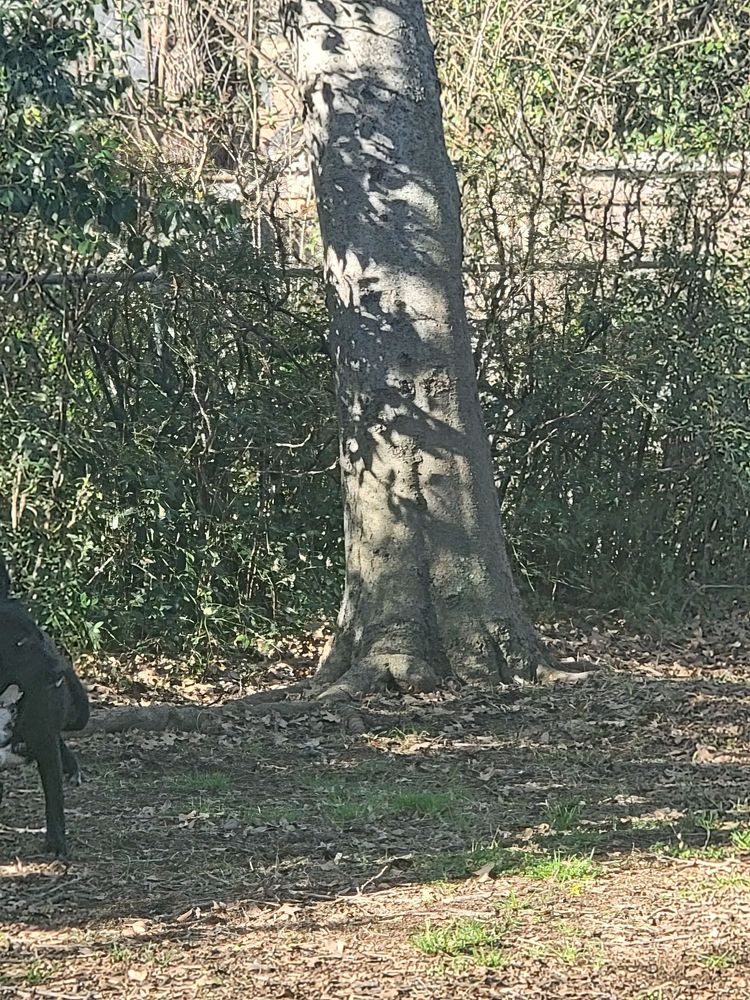 Photo of A-1 Lawn & Tree Service