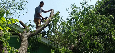 Photo of A-1 Lawn & Tree Service