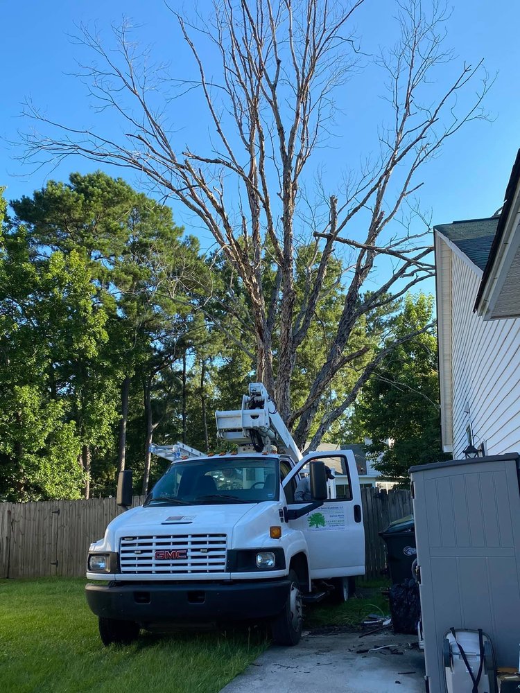 Photo of C & N Tree Service and Landscaping