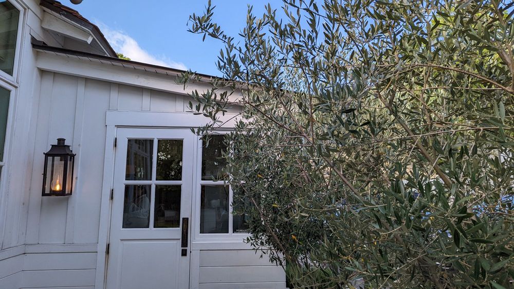 Photo of Tiny Boxwoods