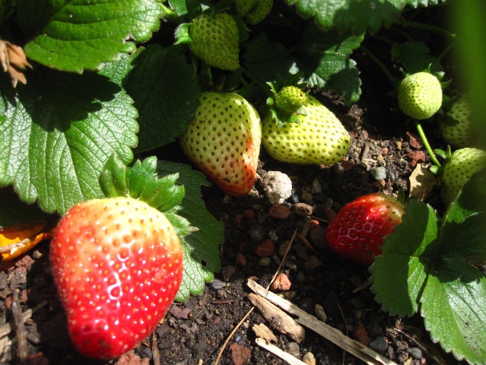 Photo of Foodscaping