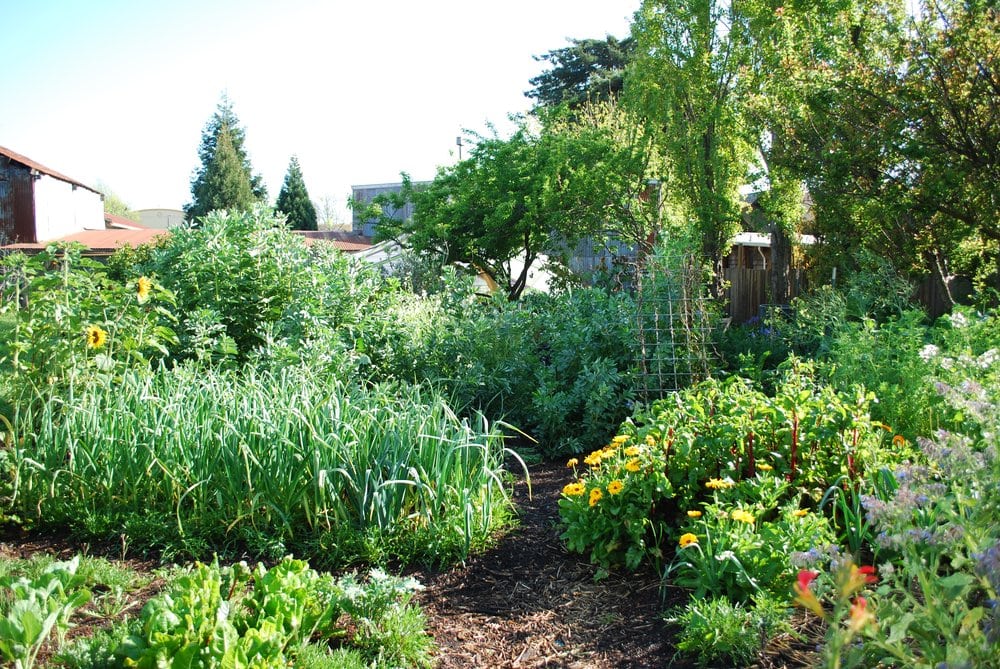 Photo of Foodscaping