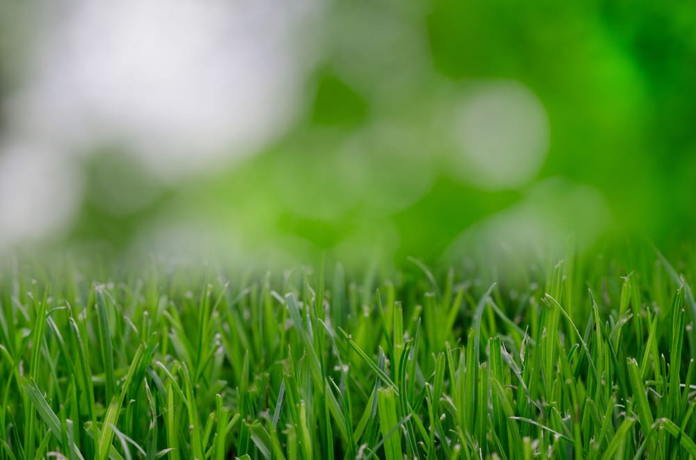 Photo of Rainmakers Lawn Care & Landscapes