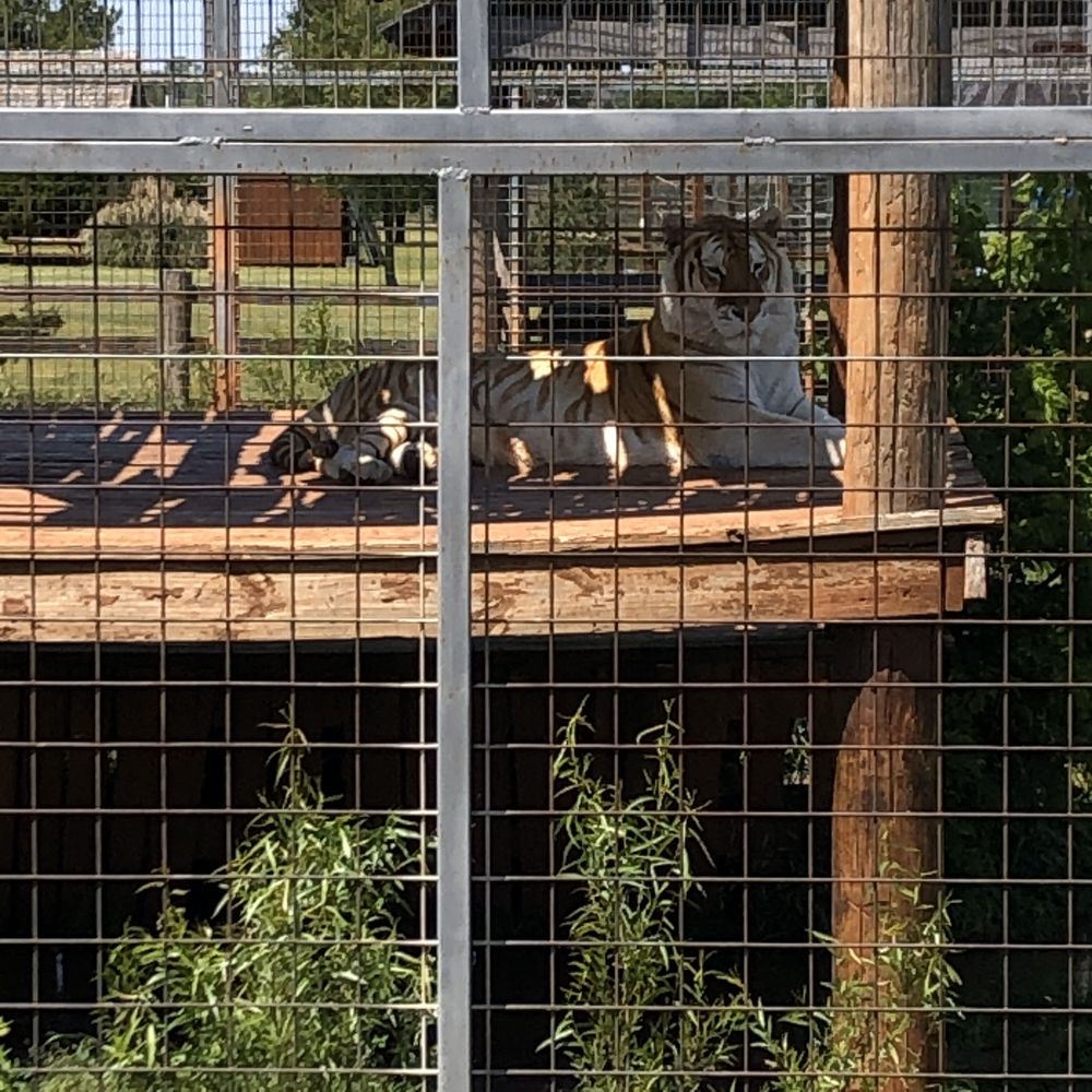 Photo of Tiger Safari