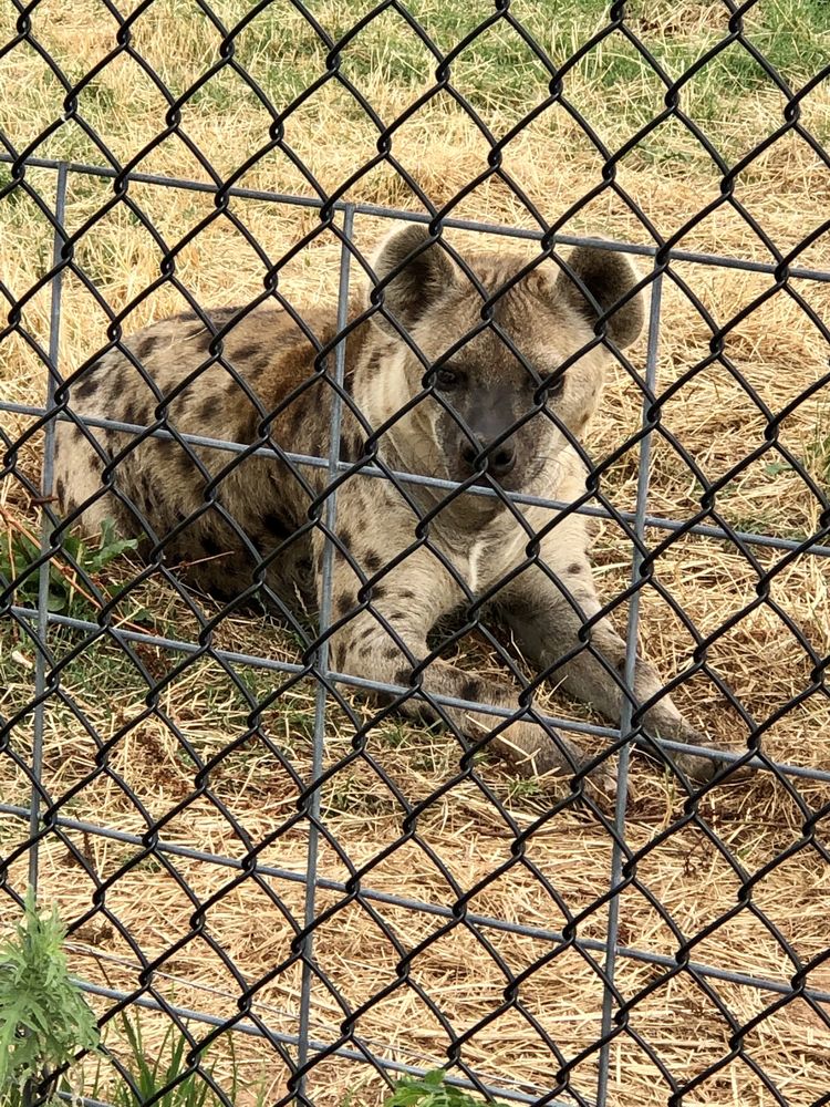 Photo of Tiger Safari
