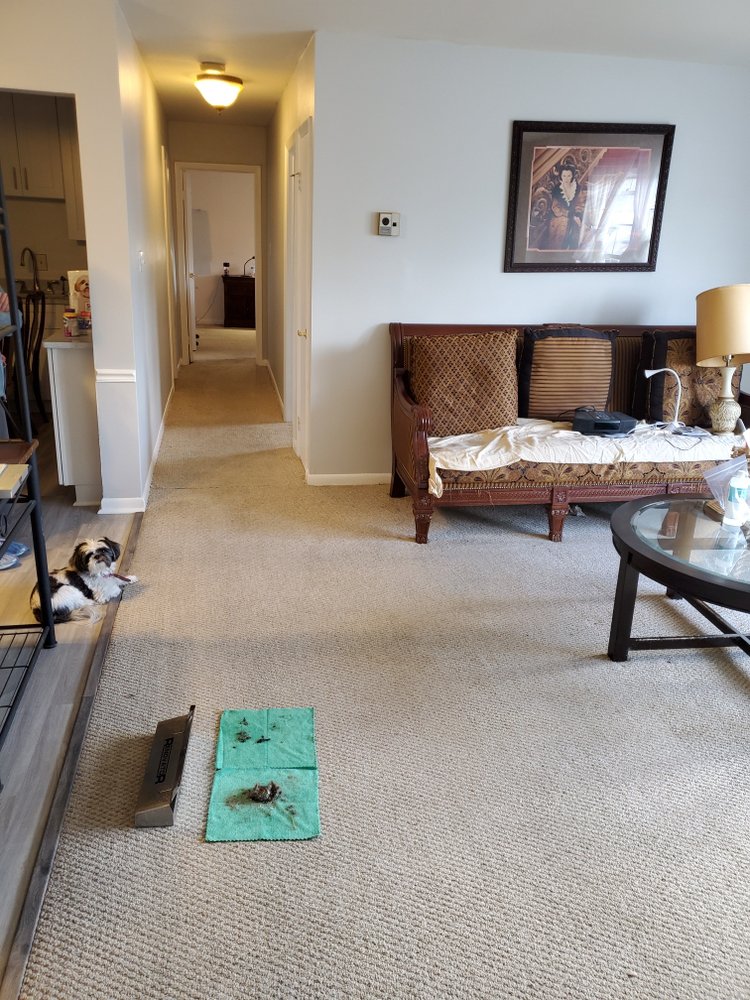 Photo of Oxi Fresh Carpet Cleaning