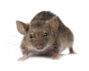 Photo of Southland Pest Solutions