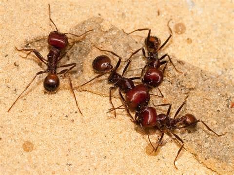 Photo of Southland Pest Solutions