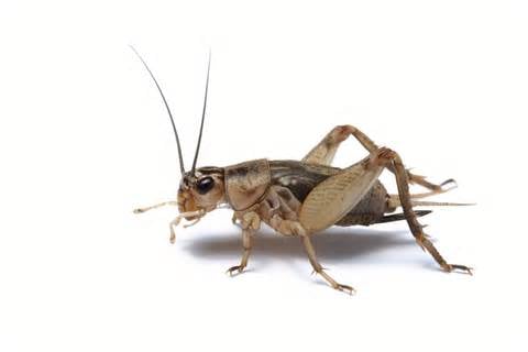 Photo of Southland Pest Solutions