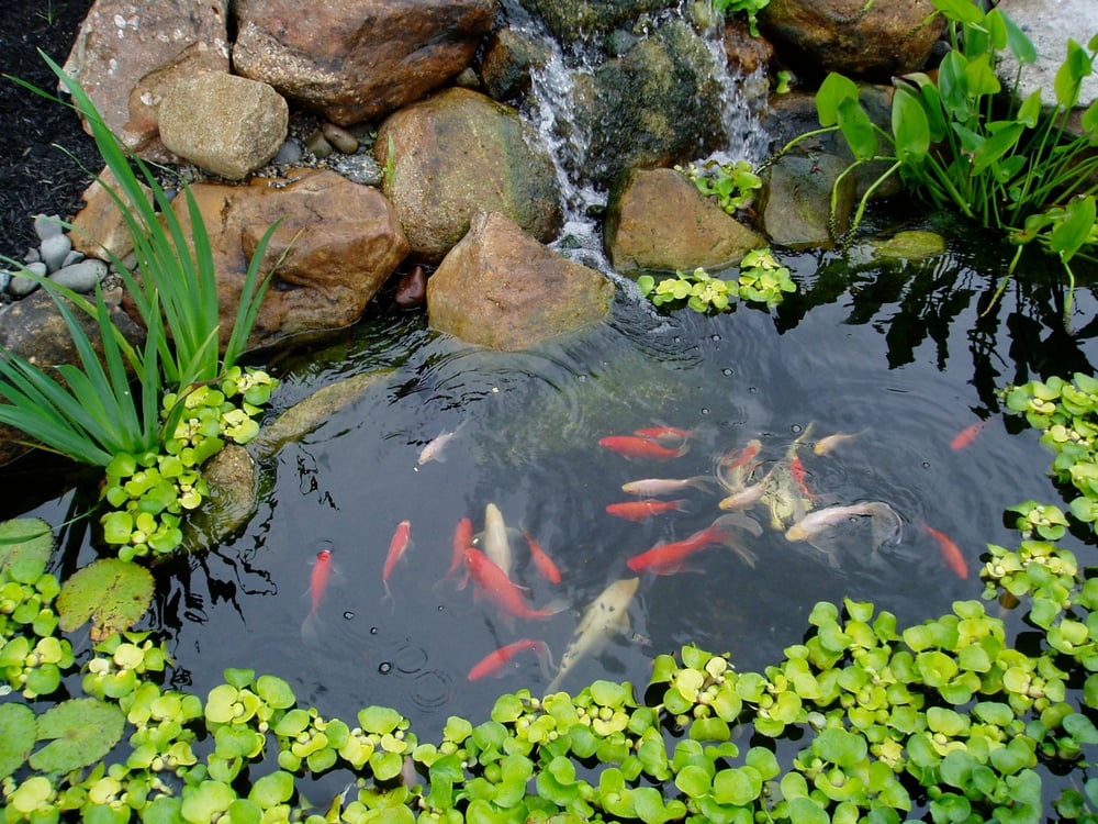 Photo of Fox Landscape Designs