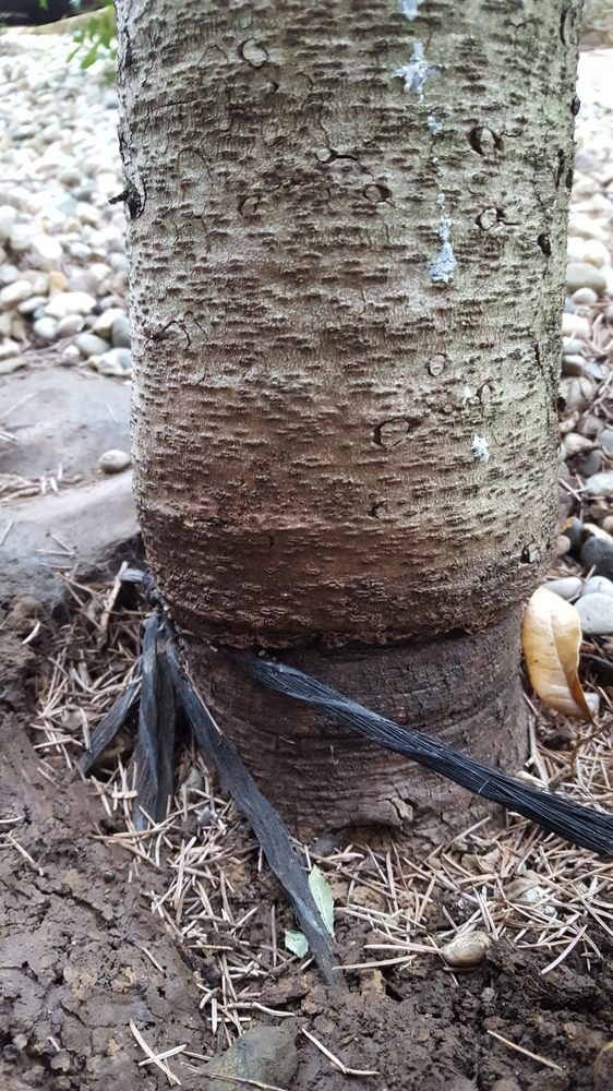 Photo of Allen's Tree Service