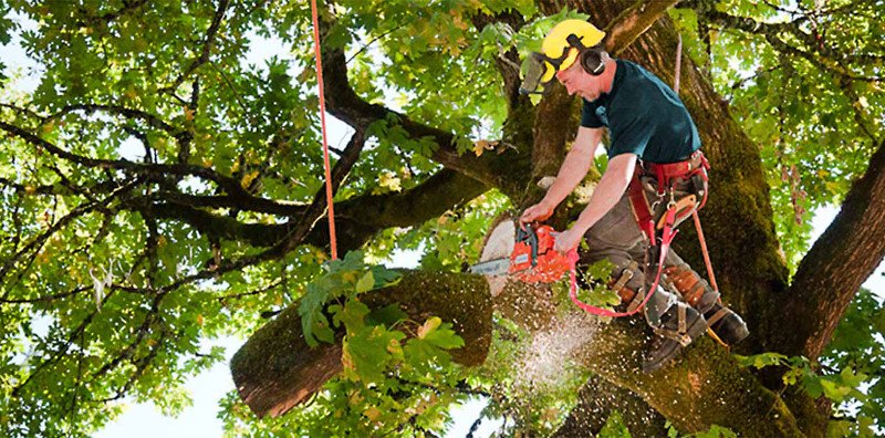 Photo of Nassau Suffolk Tree Service