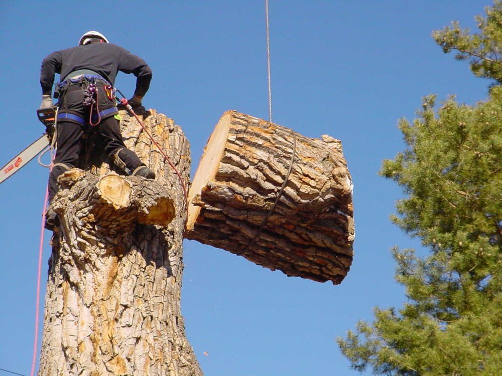 Photo of Nassau Suffolk Tree Service