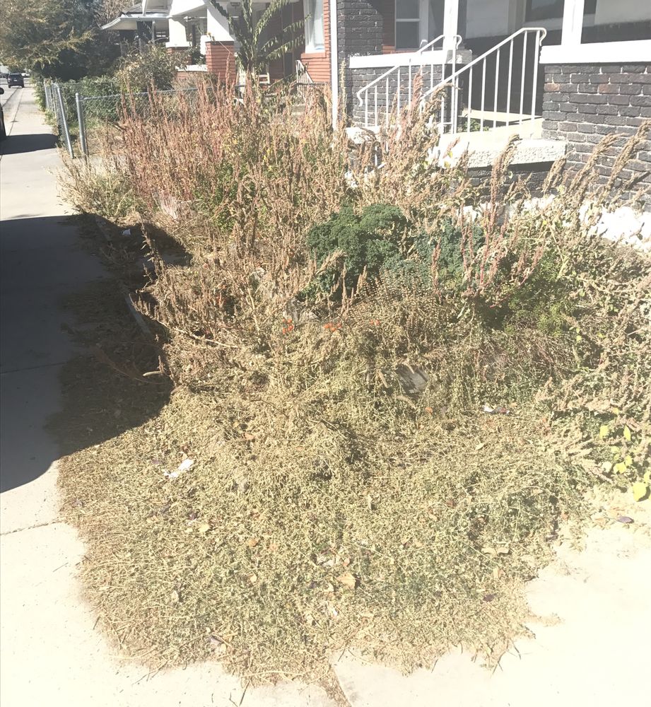 Photo of Electric Lamb Zero Emission Lawn Care