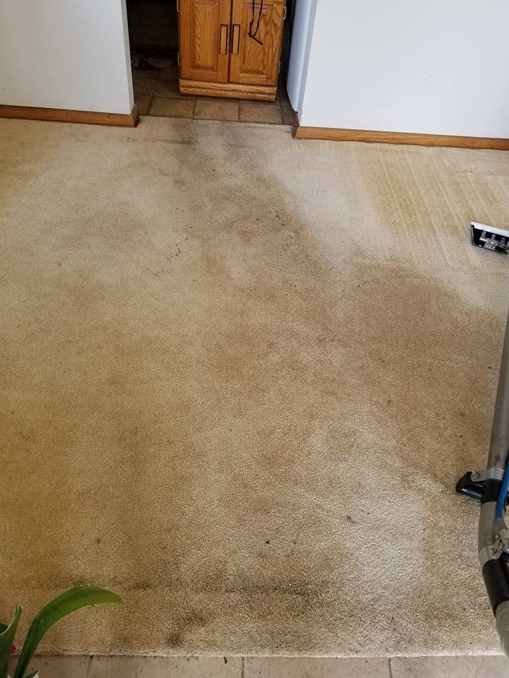Photo of Cardinal Carpet Care