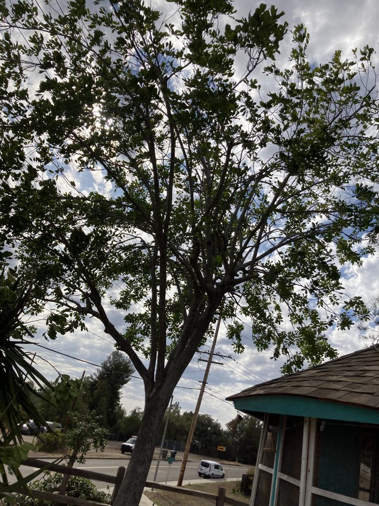 Photo of Gami Escobar Landscaping