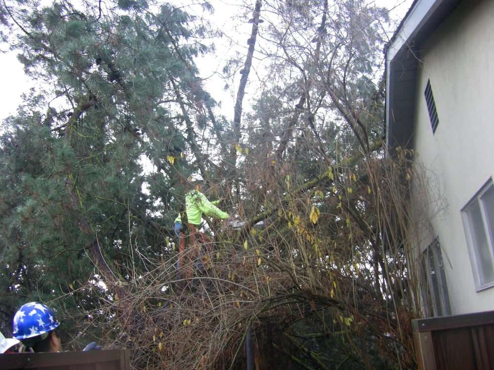 Photo of Chandler's Complete Tree Care