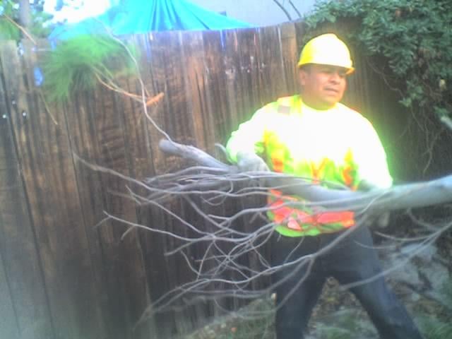 Photo of Chandler's Complete Tree Care