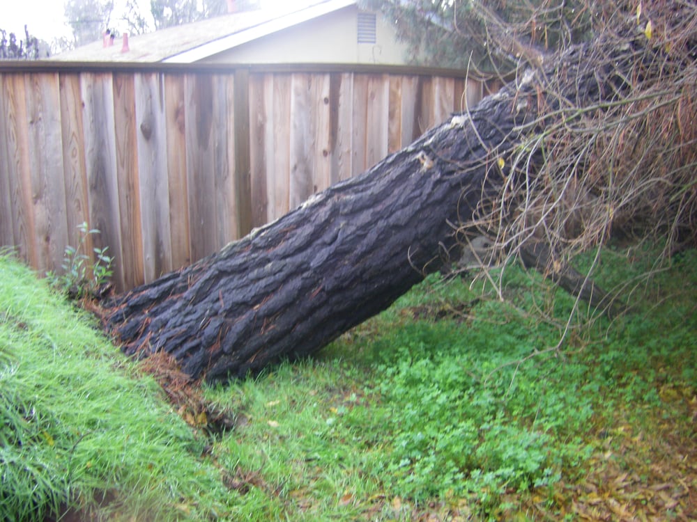 Photo of Chandler's Complete Tree Care