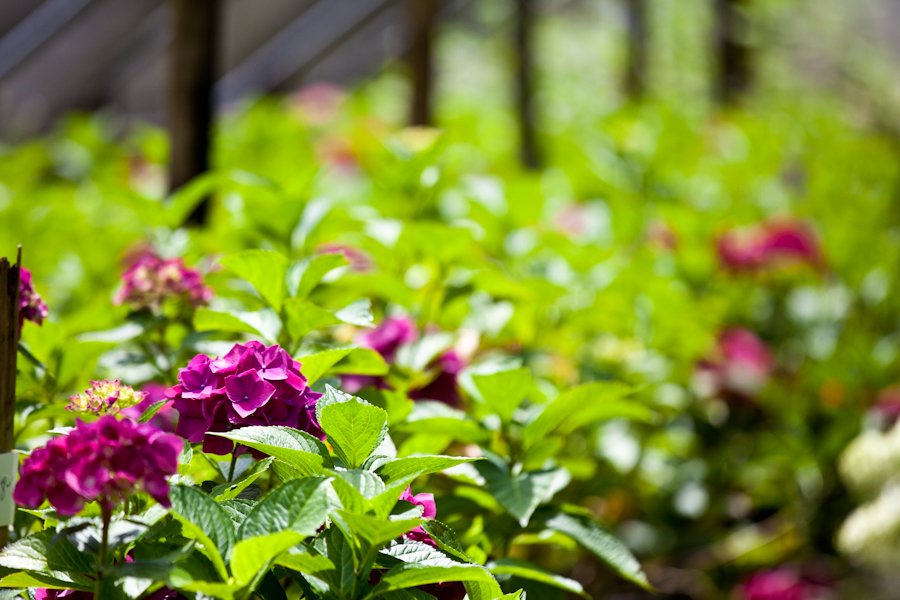 Photo of Woods Creek Nursery