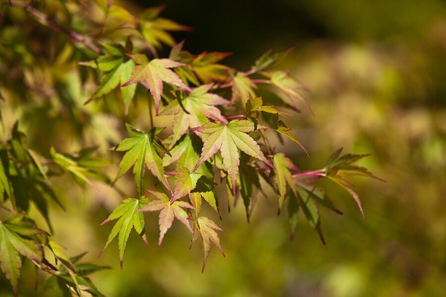 Photo of Woods Creek Nursery