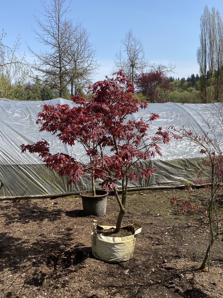 Photo of Woods Creek Nursery