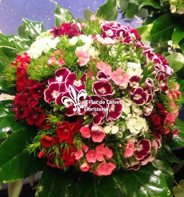 Photo of Flor de Calvet
