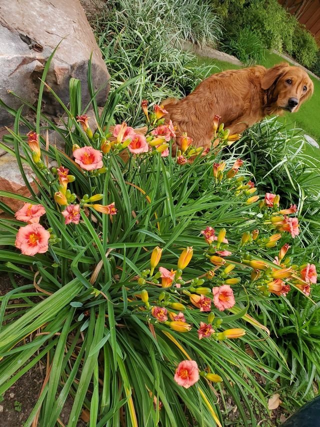 Photo of S&T Landscape Services
