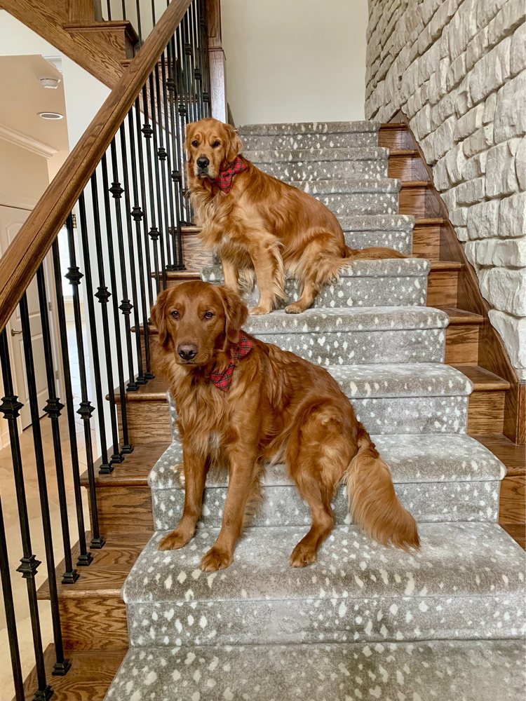 Photo of Rouzati Rugs - Wilmette