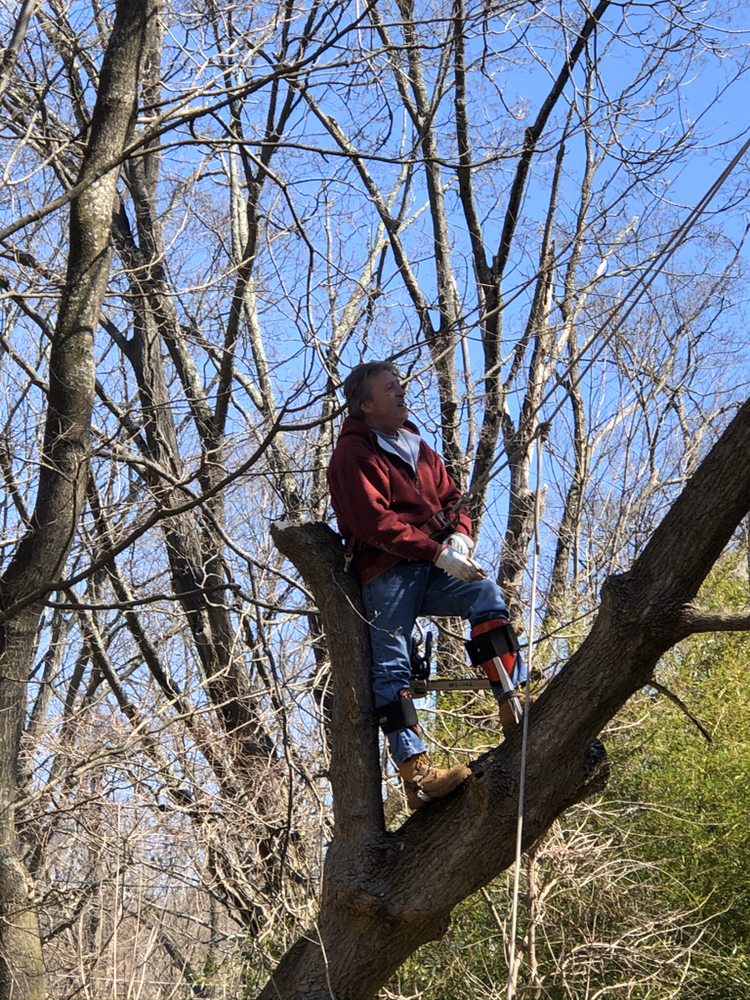 Photo of Bob's Tree Service