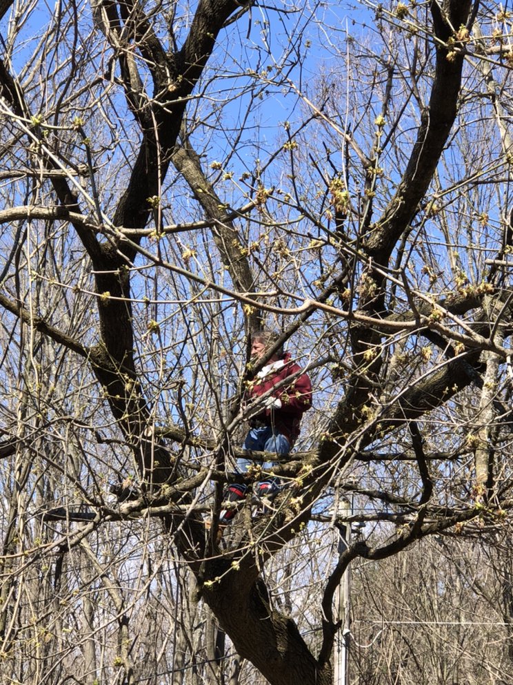 Photo of Bob's Tree Service