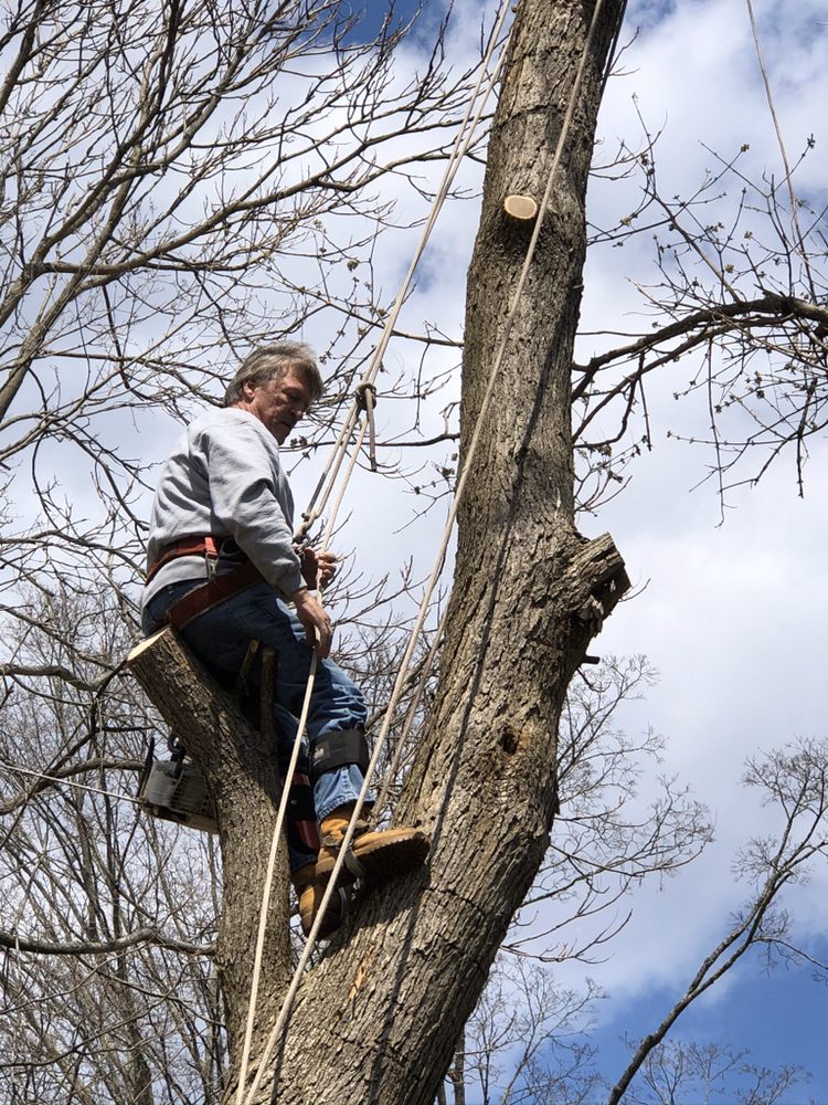 Photo of Bob's Tree Service