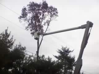 Photo of Bob's Tree Service