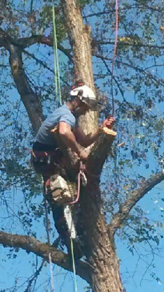 Photo of Anderson Landscape & Tree Service