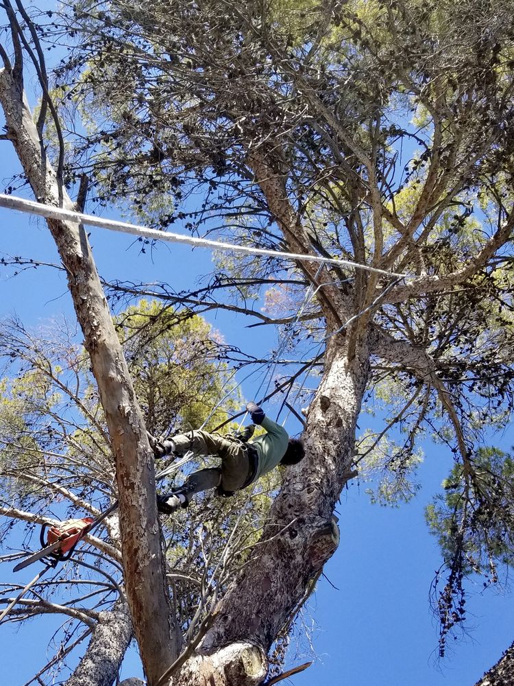 Photo of Urgent Care Tree & Lawn