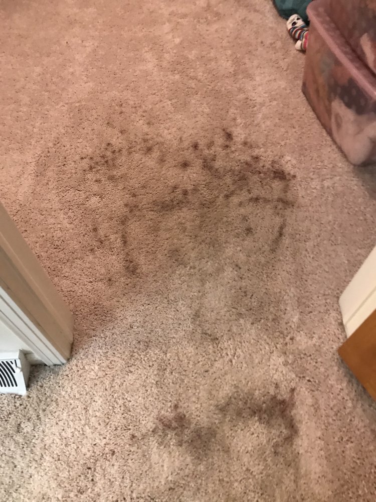 Photo of Bee Clean Services