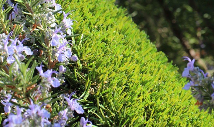 Photo of Watersavers Turf