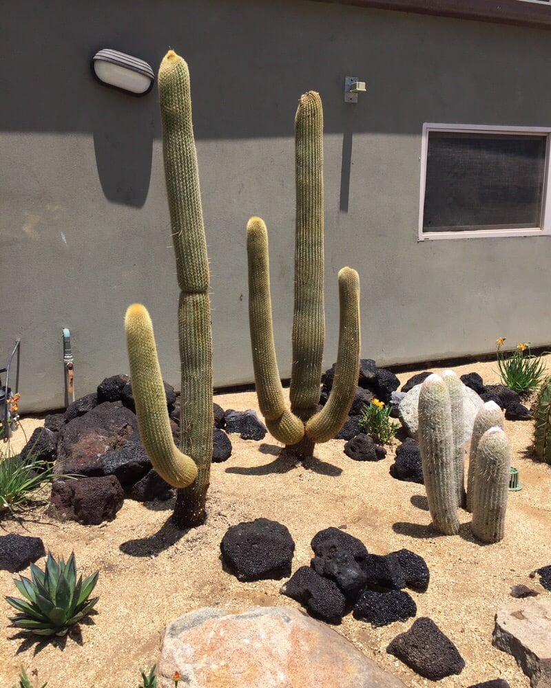Photo of Desert Coast Designs