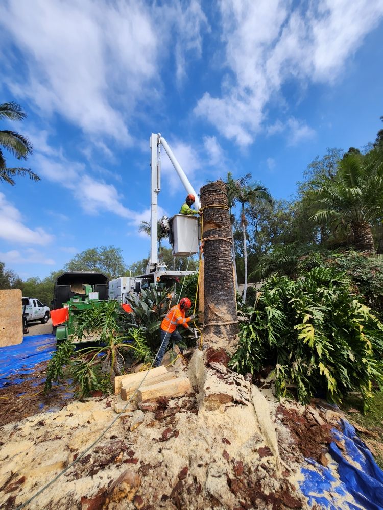 Photo of ArborCare Tree Care