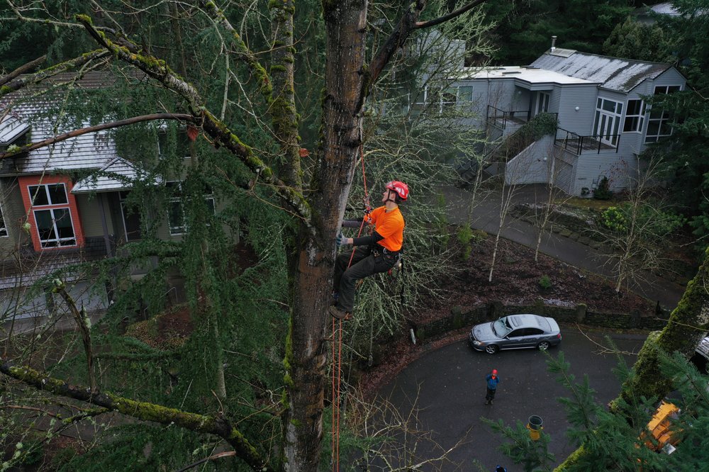 Photo of Morton Tree and Landscape Maintenance